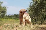 SETTER ANGLAIS 216